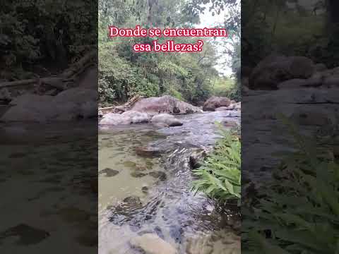 Do de mad va ser, Napo, Tena, Ecuador. #gonzalocamacho 🌳🦋🦅🌈🐍🐦‍⬛🏊🌈