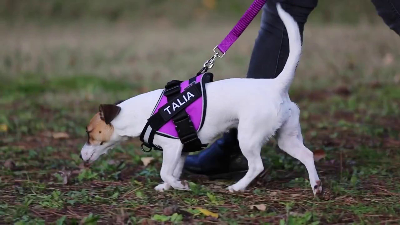 Personnalisez vos harnais pour chien en broderie