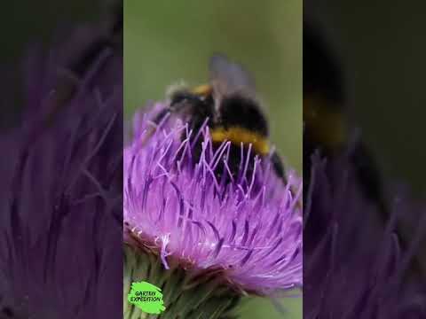 Winterfutter ohne Futterhaus: Die 3 besten Samenstände für Stieglitz & Co.