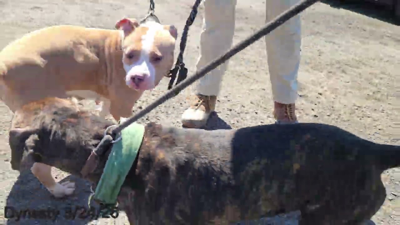 Enlarge Dynasty, a ADOPTABLE Pit Bull Terrier in Trenton, NJ video 3/3