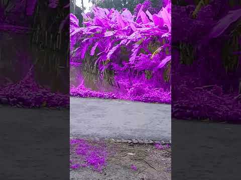 #nature #beautiful #love #flowers #cute #butterfly