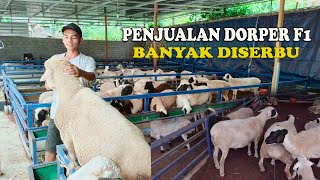 Download lagu Booking Domba Dorper F1 Siap bisa di Order !!Ayodhya Farm Pabrik Domba mp3 Download lagu Booking Domba Dorper F1 Siap bisa di Order !!Ayodhya Farm Pabrik Domba mp3
