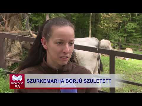 Videó előnézet
