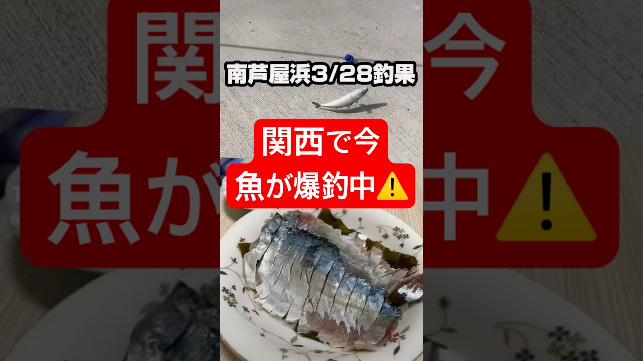 3月28日関西の最新釣果情報‼️ #shorts #short #釣り