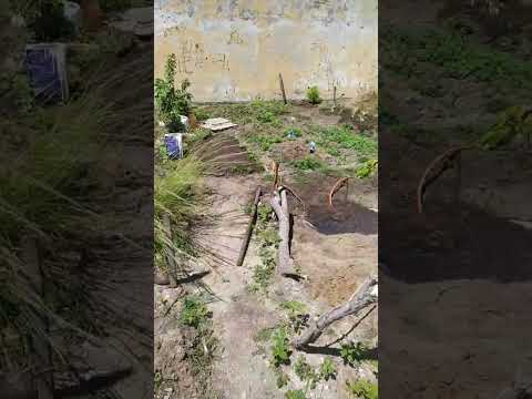 horta orgânica do bairro São João São Pedro da Aldeia RJ