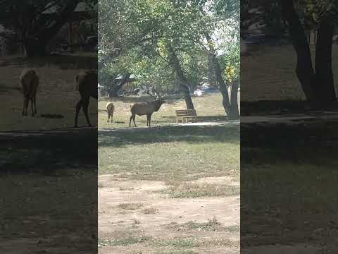 Bull elk responds to distant competition at Lake Estes