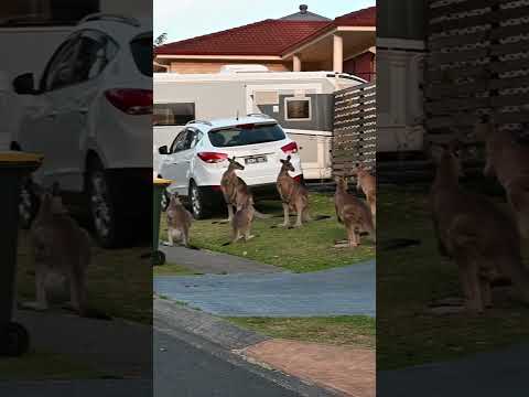Man tapped a male kangaroo that put his claws around the neck of a female 🦘#australia