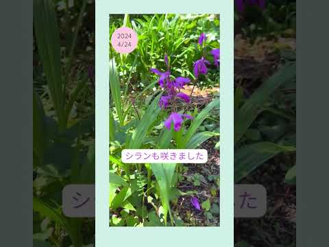 黄色のウィンター ジャスミン 植物