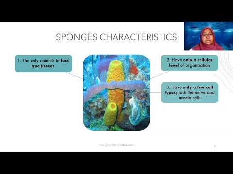 The Simplest Invertebrates