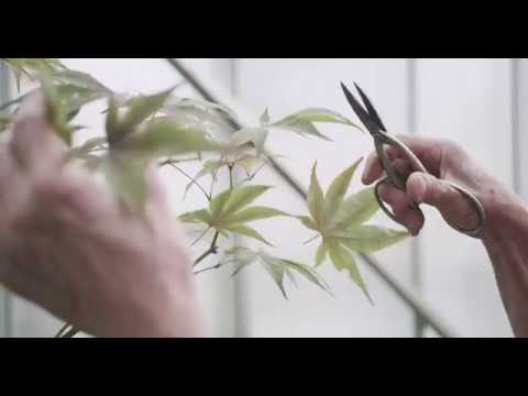 Bonsai Documentary Trailer - 2019 Featuring Peter Chan, Eric Danot & Joseph Rozek