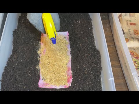 Making Fatter Baby Worms to Facilitate Sifting