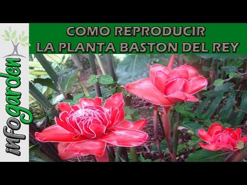 Como reproducir la planta BASTON DEL REY paso paso