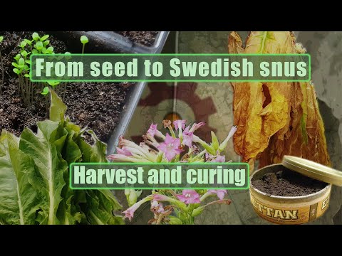 From seed to Swedish snus harvest and curing