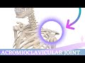 Acromioclavicular Joint Movement || Shoulder Anatomy & Kinesiology