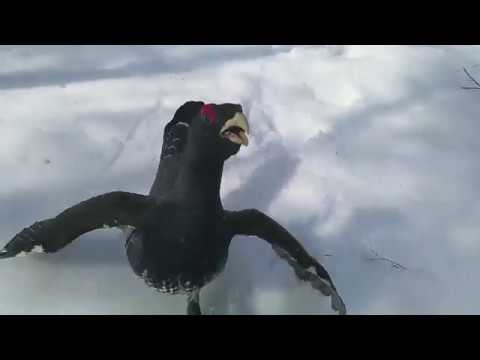 Tetrao urogallus (surprise attack, handheld camera)