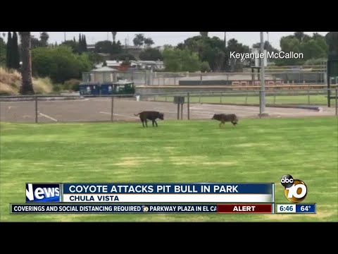 Encounter between coyote and pit bull at park caught on video