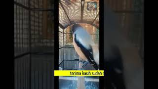 Download lagu CENDET STRESS BAKAL NYAUT DENGAN PANCINGAN CENDET INI mp3 Download lagu CENDET STRESS BAKAL NYAUT DENGAN PANCINGAN CENDET INI mp3