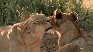 Galia Kleinburg: Safari Scholarship Trip