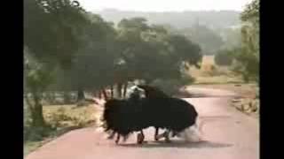 Break Dancing Ostrich