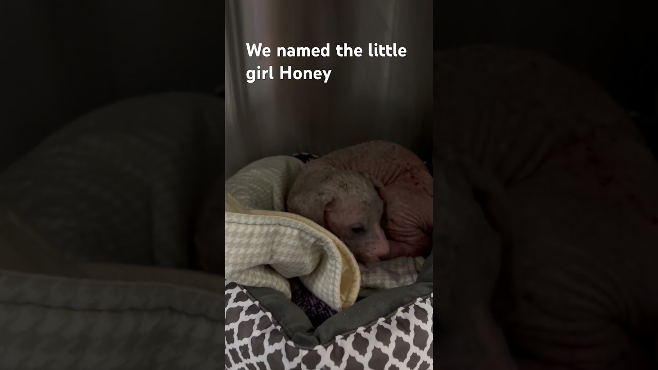 Honey and Bear video