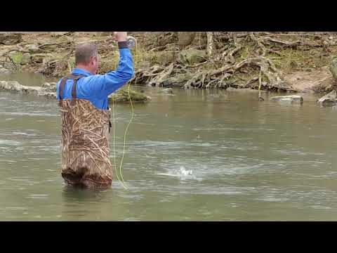 Amazing Trout Fishing Just Outside Of Louisville