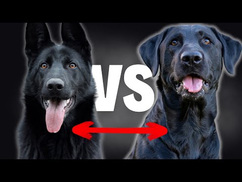 Black Lab VS All Black German Shepherd - Compare and Contrast