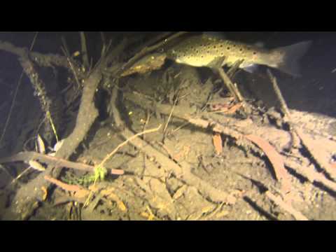 Brown Trout at night...