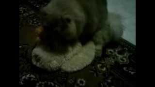 preview picture of video 'Kucing Kawin Dengan Anjing'