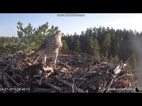 FINLANDIA jastrząb wraca po swą martwą ofiarę i spóżniona obrona 2019.07.24 rybołowy