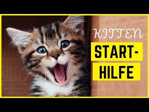 NEW CAT MOVES IN? Kitten settling in and what to do next