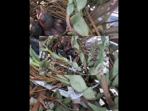 Birds