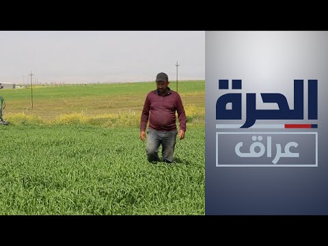 شاهد بالفيديو.. وزارة التجارة تتوقع وصول كميات الحنطة المسوقة إلى 4 ملايين طن