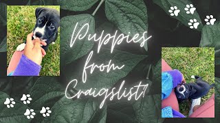 Getting a puppy from Craigslist? (My Experience)