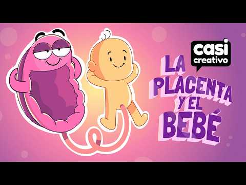La Placenta y el Bebé | Casi Creativo