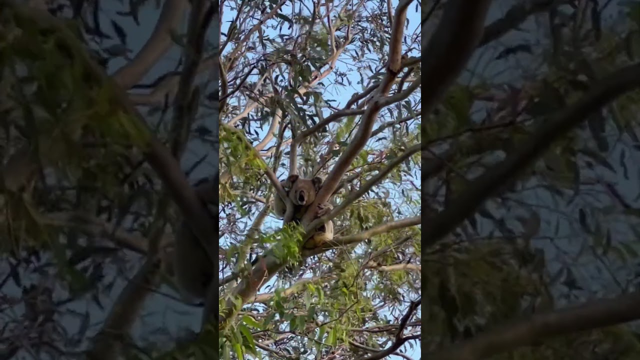 YouTube Short thumbnail