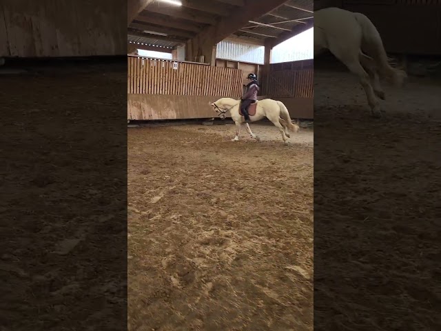 Superbe jument palomino top papier dressage cso cce