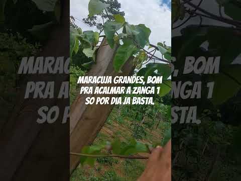 maracujá em ariquemes, /Rondonia #maracujá, # ariquemes #Rondônia