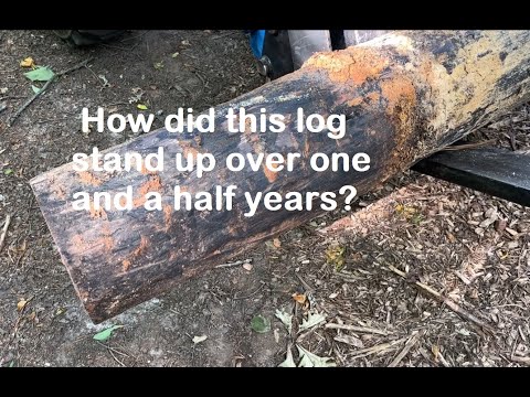 Did Yakisugi or Shou Sugi Ban actually protect my wood from rot or deterioration? How effectively?