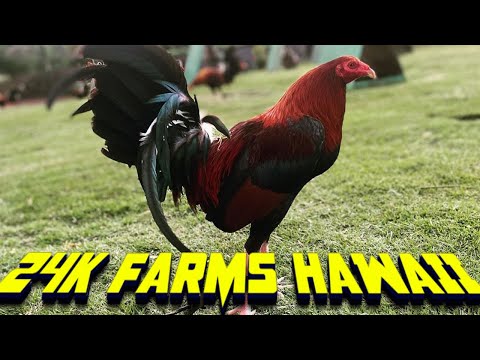 Nice Birds | Stay True 24K FARMS - Big Farm in Hawaii
