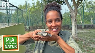 Magische Mangroven | Reportage für Kinder | Pia und die wilde Natur | BR