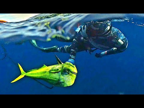 Winter Fun! - FISHING and SPEARFISHING for DORADO 🎄 MAHI