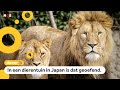 Wat moet je doen als een leeuw ontsnapt uit de dierentuin?