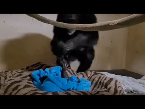 'Heart-melting' moment baby chimp reunites with mother after emergency C-section