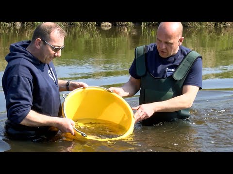 Der Stör - Fisch des Jahres 2014