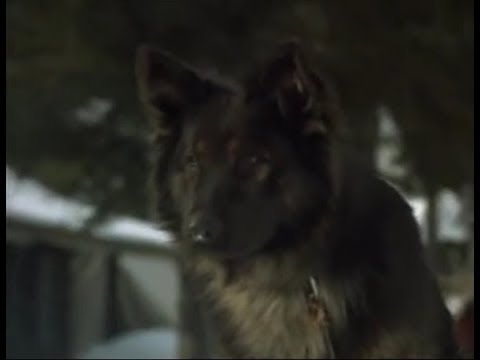Villain Defeats: Spitz (Call of the Wild: Dog of the Yukon)