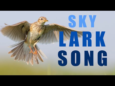 Bird sounds - Skylark singing in the spring sky