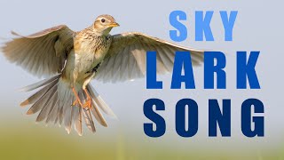 Bird sounds. Skylark singing and chirping in the spring sky