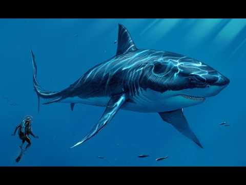 The Hardstylist - Shark Theme