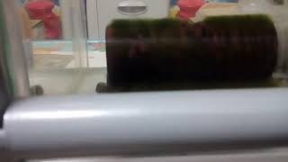 ウーパールーパー久しぶりの動画だよ❗エサをあげます。