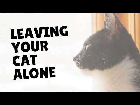 Should You Leave Your Cats Alone For The Weekend? | Two Crazy Cat Ladies